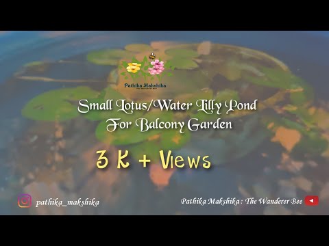 Ranjitha Hegde R Small Lotus/Water Lilly Pond for Balcony Gardeners