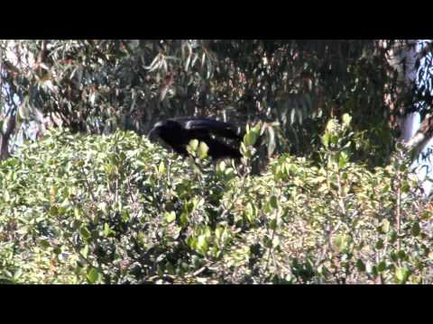 Vrana krátkozobá (Corvus brachyrhynchos) — spev a hlas v prírode