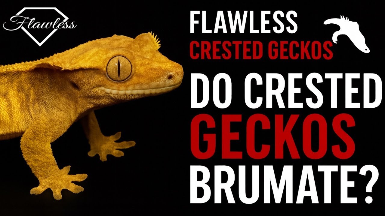 Crested Gecko Brumation EXPLAINED: What Actually Happens in Winter