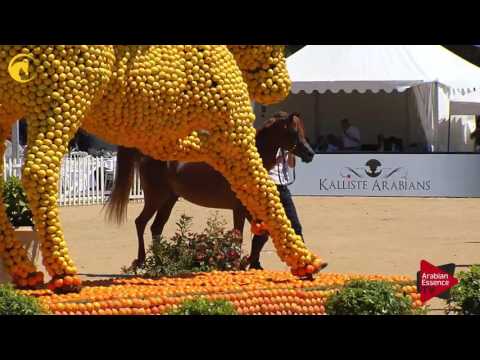 N.130 SAFEER - MENTON 2017 - Stallions 7 years old and above (Class 10)