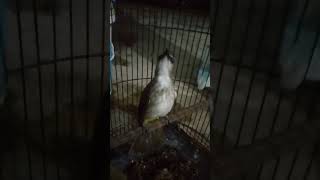 Download lagu Terapi trucuk malam hari #trucukropel mp3