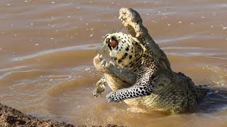 Leopard Goes Down To The River Looking Crocodile For Get Revenge, But It Overestimated Itself...