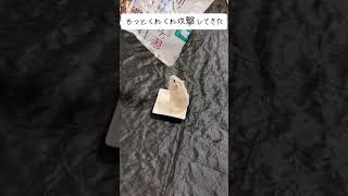 【TikTokで300万再生】ご飯は適量にしましょう　 #ハムスター　 #おもしろ
