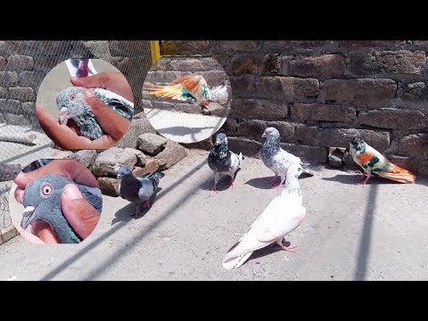 5 Kabootar Pakry 😍 rangon sy bhari kabootri pakri 🥳😍 Ali bhai ki chat | Hs Birds