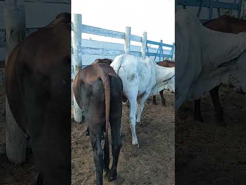 Boi pronto pra pasto ou coxo na feira do gado em Ribeira do pombal ba #pecuarista #roça #fazenda