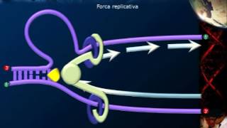 duplicazione DNA