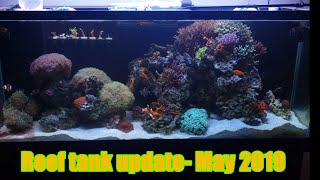 Reef tank update- May 2019