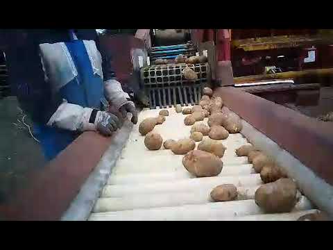 Potato Grading Line to suit small grower - Image 2