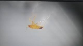 Bed bug in electronics lab