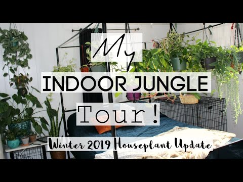 Houseplant Tour | Winter 2019 Houseplant Jungle Tour!