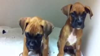 Princesses ready to go home!