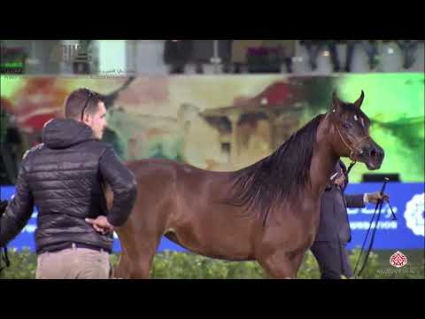 N.217 ISIS DE CROISSART - 2020 PSAIAHF Al Khalediah Show - Mares 4-6 Years Old (Class 7B)