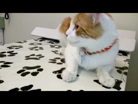 Simba @ the Darien Animal Hospital