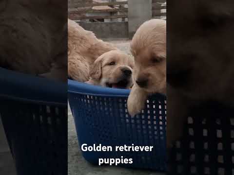 cute golden retriever puppies 🐶 #pets #familydog
