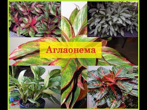 Аглаонема / Галерея Цветов / Flower Gallery