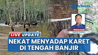 Demi Makan Keluarga, Petani di OKI Nekat Menyadap Karet di Tengah Banjir, Berujung Tenggelam