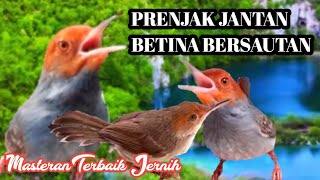 Download lagu Masteran Prenjak Jantan Dan Betina Gacor Dor...!! mp3