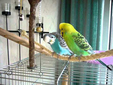 Ist das Leben zu zweit nicht wunderschön? Meine Wellis