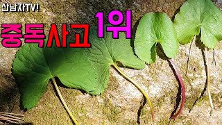 곰취나물 VS 동의나물 초보자 마스터 구분 구별 방법~  산나물 중독사고 곰취 동의나물독성 산남자 약초 나물…