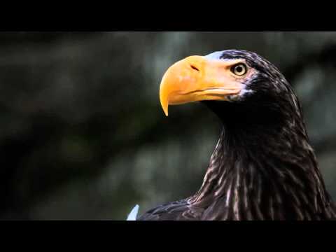 Sigma Optimization Pro Chapter 5: Auto Focus Adjustment