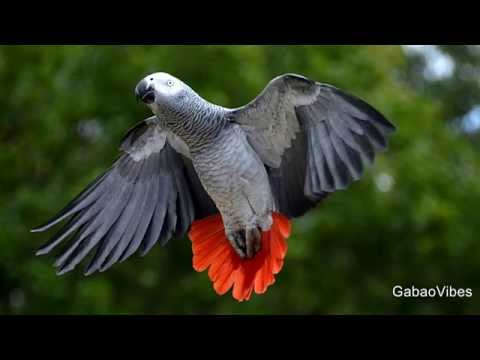 Meiway - Gabon (Serre-moi)