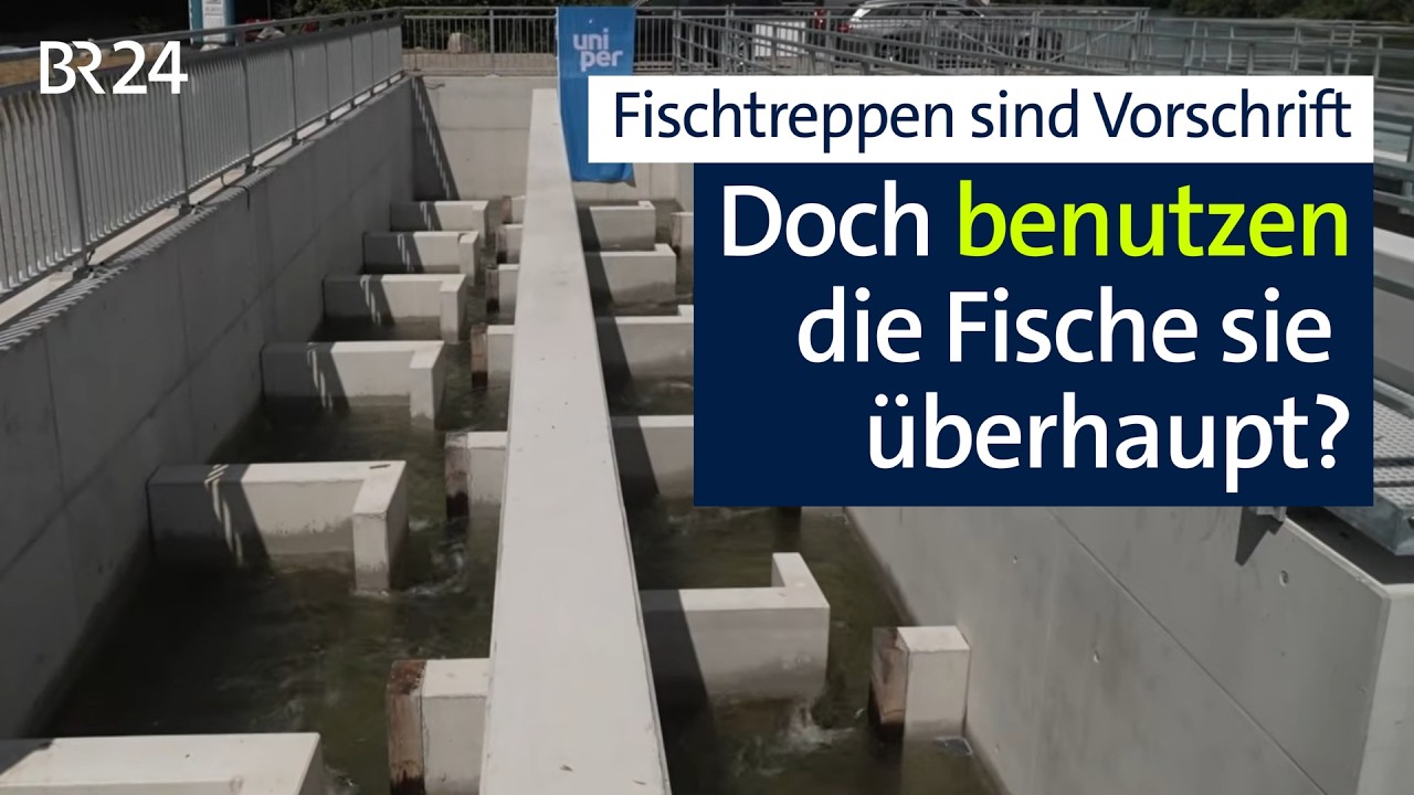 8 Millionen Euro für eine Fischtreppe - und der Lech braucht viele! | Abendschau | BR24