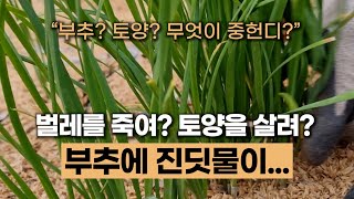 부추에 진딧물이 생겼어요 #에너지농법 #토양발효제 #탄소농업 #유기농업 #환경농업 #자연농업 #귀농귀촌