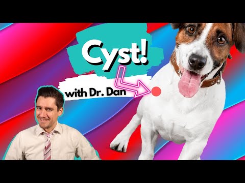 If your Dog has a Cyst, what your Veterinarian may do.  Dr. Dan explains