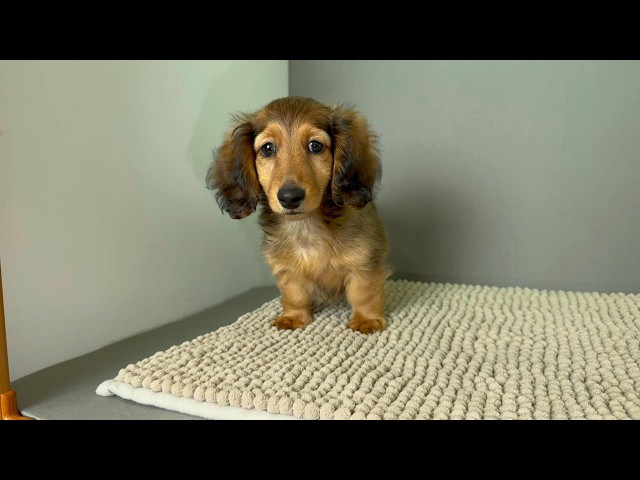 (子犬) 犬種：ダックスフンド・ミニチュア・ロング 男の子 ブリーダー マロニエケンネル　MARRONNIER KENNEL k4131の画像
