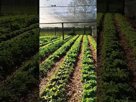 La Criolla Entre Ríos producción horticola Hergenzter-Saenz