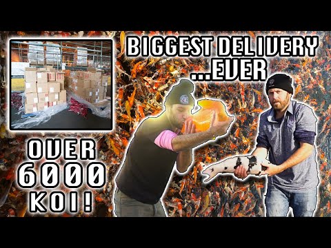 Our Biggest Koi Delivery EVER! 6000 Japanese Koi Fish shipped to USA!