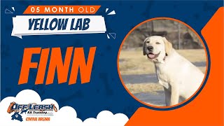 Download Lagu 5 Mo Yellow Lab (Finn) | Best Richmond Virginia Dog Trainers Thumbnail