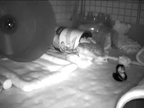 Night Vision: Hedgehog Exploring