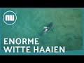 Dode walvis langs Australische kust trekt enorme witte haaien aan | NU.nl
