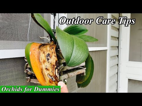 How much direct sunlight outdoor Phalaenopsis Orchids need | Growing Orchids Care Tips for Beginners