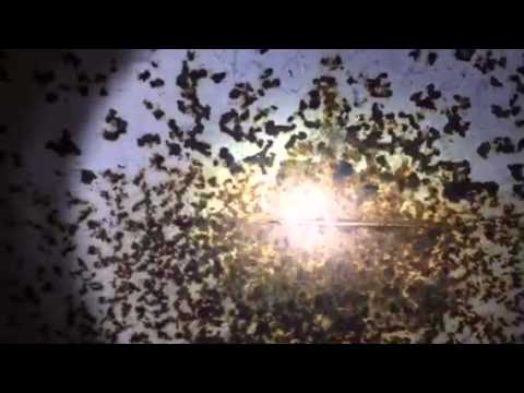 The Bunkers Under Hitler's Berghof