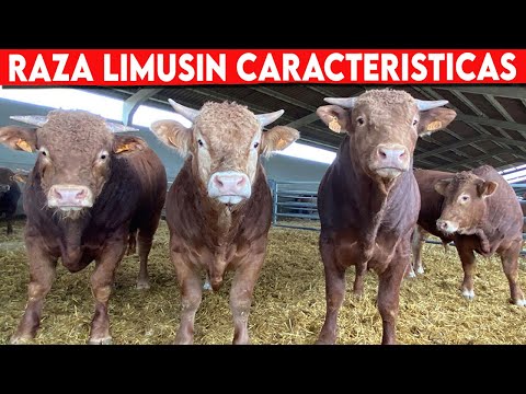 , title : '🔴 Limousin CARACTERÍSTICAS  ✅ Ganadería Vacuna Raza Limousine'
