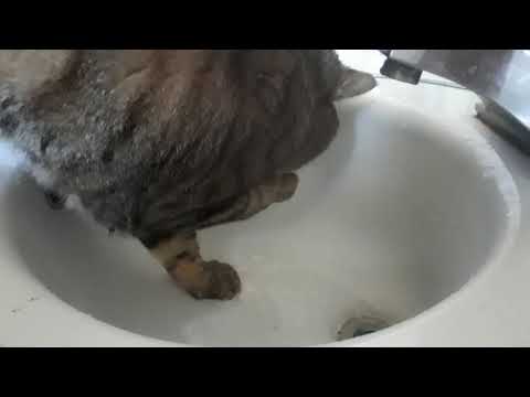 Cat chases water