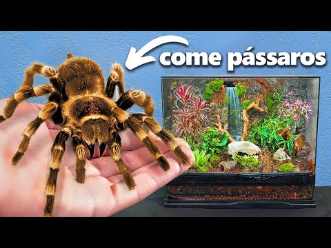 Eu Peguei a Maior Aranha de Estimação (sério mesmo)