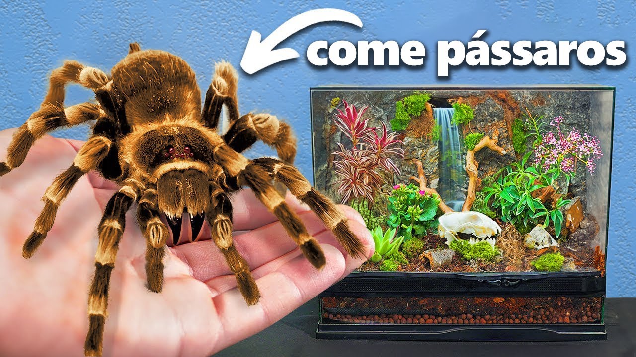 Eu Peguei a Maior Aranha de Estimação (sério mesmo)