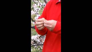 preview picture of video 'Early Apricot Bloom on Hollabaugh Bros., Inc. Fruit Farm'
