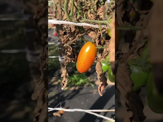 Стандарт поставки видео №1 Томат F1 Медовые пальчики Стандарт поставки видео №1 Томат F1 Медовые пальчики