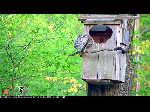 First Owlet Fledges! May 8, 2018 | Wild Birds Unlimited Barred Owl Outside Cam