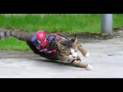 #stayhome THE BEST CUTE AND FUNNY CAT VIDEOS!!!! #animal#cats#funny