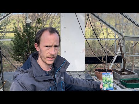 Planting Bare Root Fruit Trees in Pots | Granny Smith Apple