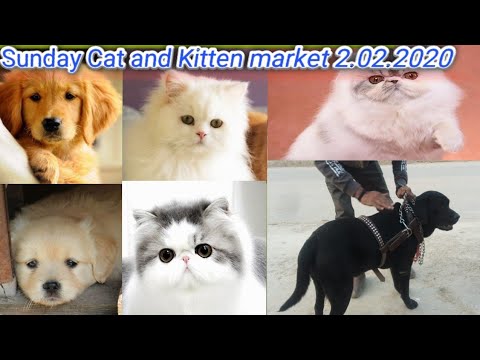 Sunday Multan Cat & Kitten Market, Gudri & Rasheedabad Market 2.2.2020 Latest Price & Update
