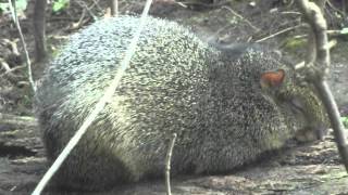 preview picture of video 'Brazilian Agouti napping at the Peterborough Riverview Park and Zoo'