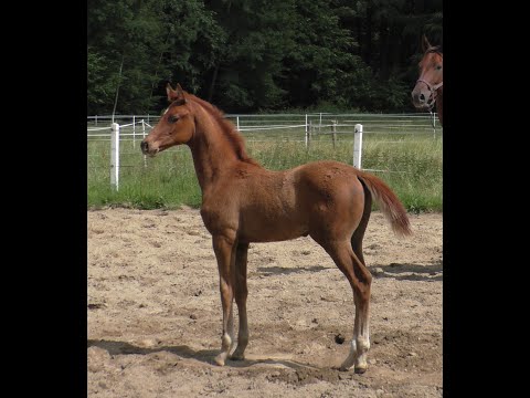 2024 Hengstfohlen von Feliciano x Maracana *for* *sale*