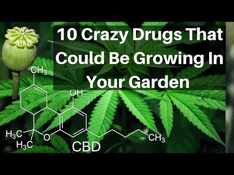 Top 10 Crazy Drugs That Could Be Growing In Your Garden Drugs Side Effects