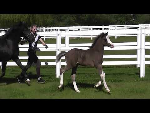 PAV GLÜCKSPILZ DR H. v. PHW's Grandios - Niveau